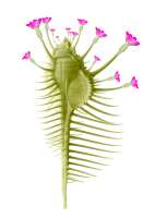 image: Murex florata I